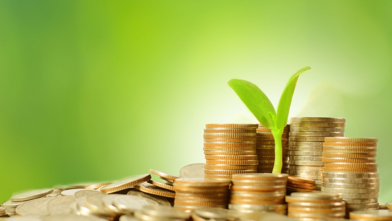 广东湛江：中华白海豚种群稳定 生态保护显成效